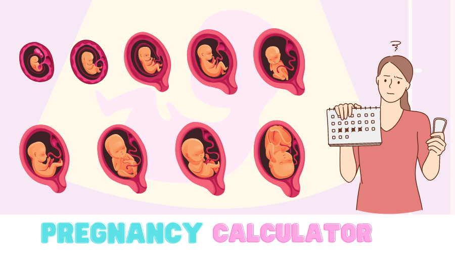 pregnancy calculator