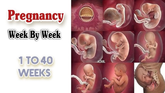 pregnancy calculator